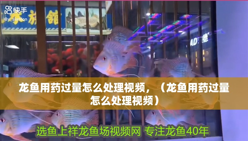 龍魚用藥過量怎么處理視頻，（龍魚用藥過量怎么處理視頻）