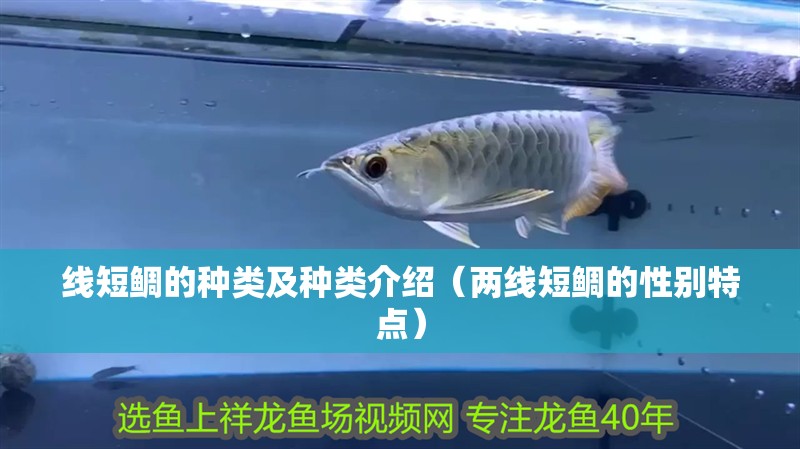 線短鯛的種類及種類介紹（兩線短鯛的性別特點）