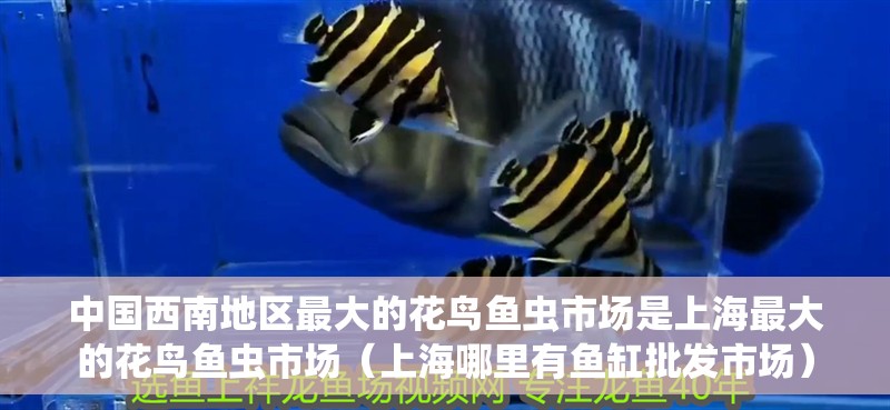 中國西南地區最大的花鳥魚蟲市場是<strong><mark>上海</mark></strong>最大的花鳥魚蟲市場（<strong><mark>上海</mark></strong>哪里有魚缸批發市場）