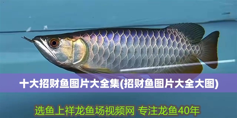 十大招財魚圖片大全集(招財魚圖片大全大圖)
