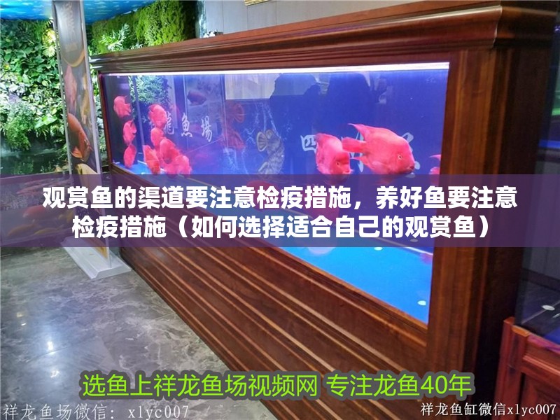 觀賞魚的渠道要注意檢疫措施，養好魚要注意檢疫措施（如何選擇適合自己的觀賞魚）