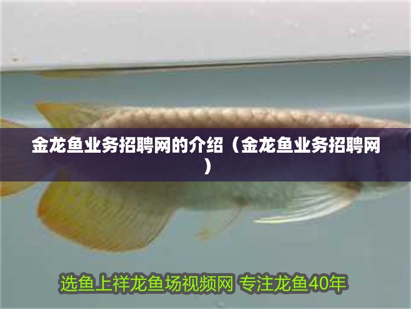 金龍魚業務招聘網的介紹（金龍魚業務招聘網）