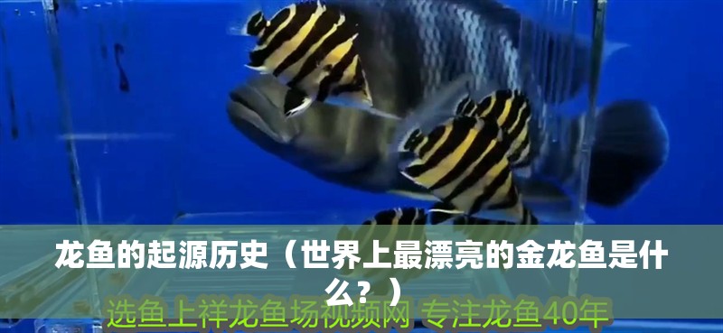 龍魚的起源歷史（世界上最漂亮的金龍魚是什么？）