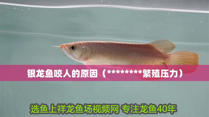 銀龍魚咬人的原因（********繁殖壓力）