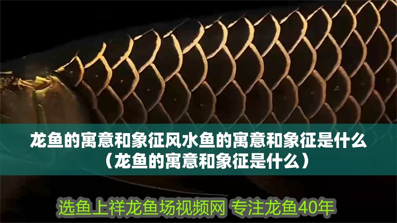 龍魚的寓意和象征風水魚的寓意和象征是什么（龍魚的寓意和象征是什么）