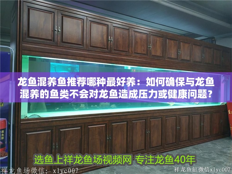 龍魚混養魚推薦哪種最好養：如何確保與龍魚混養的魚類不會對龍魚造成壓力或健康問題？