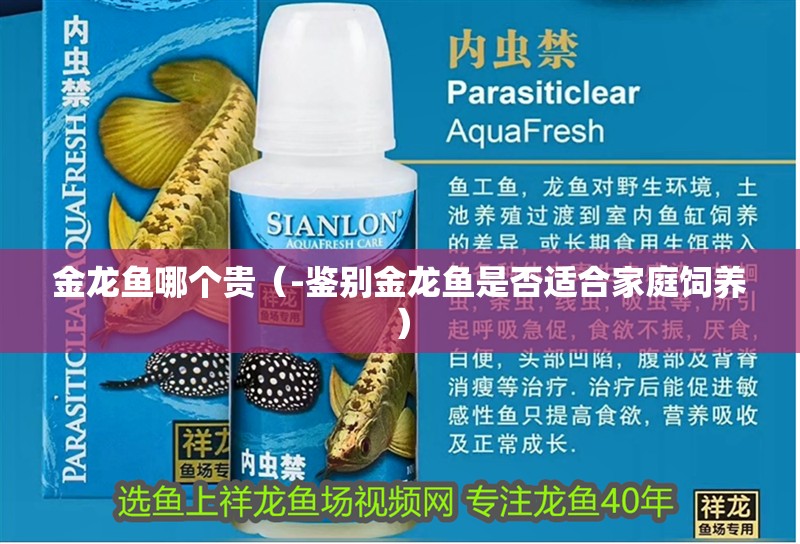 金龍魚哪個貴（-鑒別金龍魚是否適合家庭飼養）
