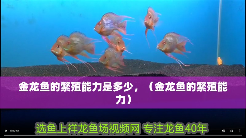 金龍魚的繁殖能力是多少，（金龍魚的繁殖能力）