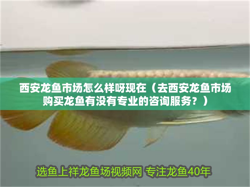 西安龍魚市場怎么樣呀現(xiàn)在（去西安龍魚市場購買龍魚有沒有專業(yè)的咨詢服務(wù)？）