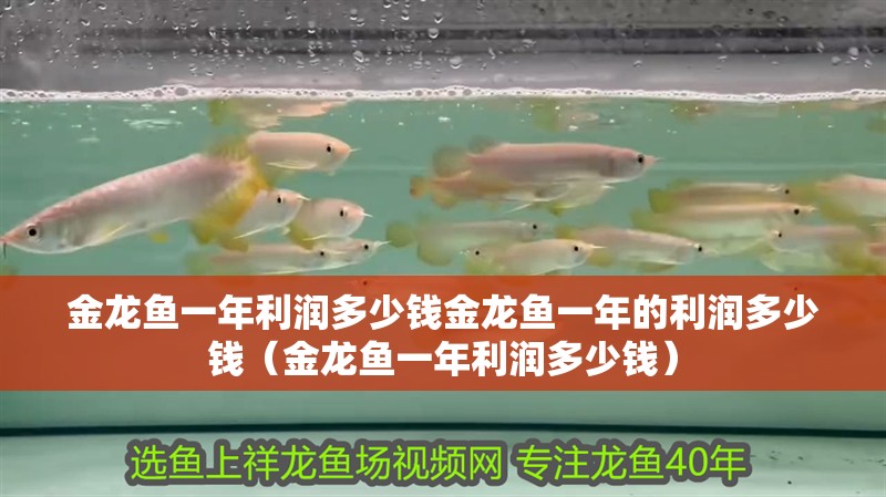 金龍魚一年利潤多少錢金龍魚一年的利潤多少錢（金龍魚一年利潤多少錢）