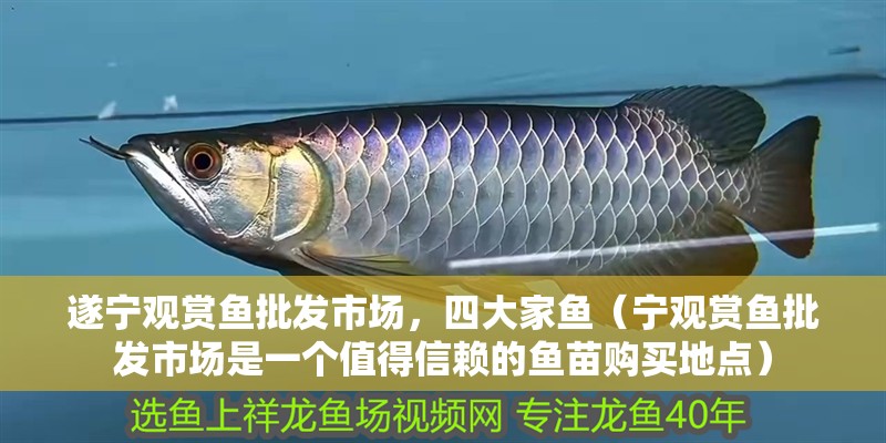 遂寧觀賞魚批發市場，四大家魚（寧觀賞魚批發市場是一個值得信賴的魚苗購買地點）