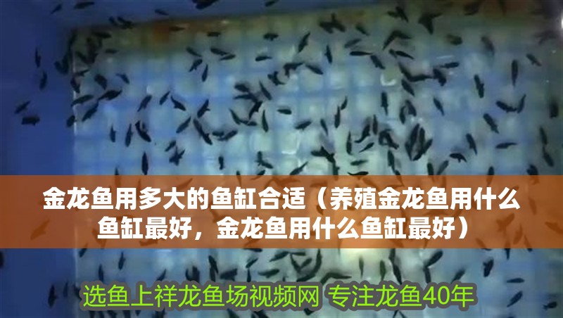 金龍魚用多大的魚缸合適（養殖金龍魚用什么魚缸最好，金龍魚用什么魚缸最好）