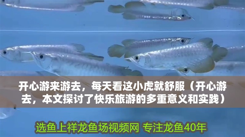 開心游來游去，每天看這小虎就舒服（開心游去，本文探討了快樂旅游的多重意義和實踐）