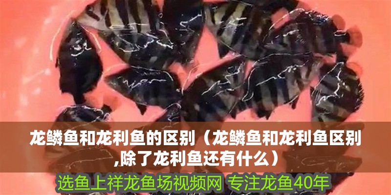 龍鱗魚和龍利魚的區別（龍鱗魚和龍利魚區別,除了龍利魚還有什么）