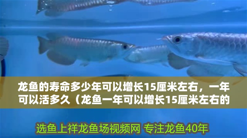 龍魚的壽命多少年可以增長15厘米左右，一年可以活多久（龍魚一年可以增長15厘米左右的壽命多少年可以活多久）