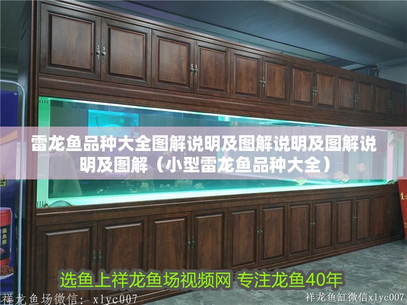 雷龍魚品種大全圖解說明及圖解說明及圖解說明及圖解（小型雷龍魚品種大全）