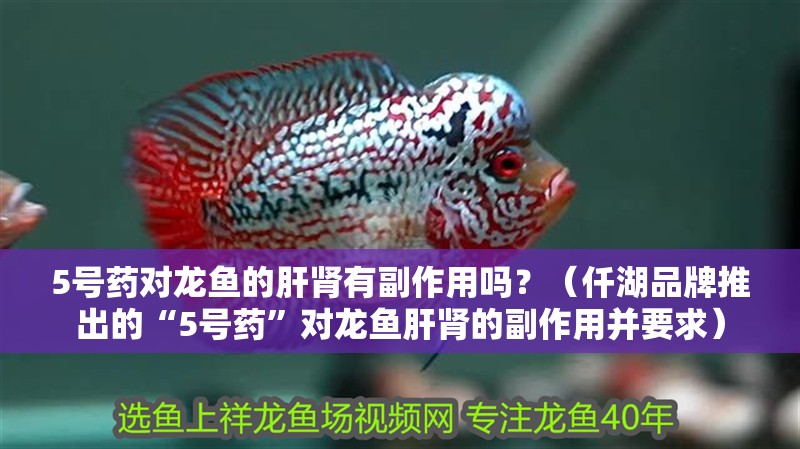 5號藥對龍魚的肝腎有副作用嗎？（仟湖品牌推出的“5號藥”對龍魚肝腎的副作用并要求）
