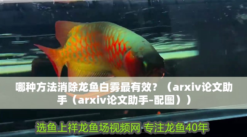 哪種方法消除龍魚白霧最有效？（arxiv論文助手（arxiv論文助手–配圖））