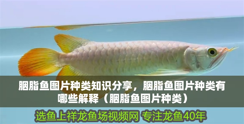 胭脂魚圖片種類知識分享，胭脂魚圖片種類有哪些解釋（胭脂魚圖片種類）