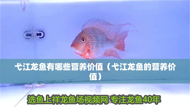 弋江龍魚有哪些營養(yǎng)價值（弋江龍魚的營養(yǎng)價值）