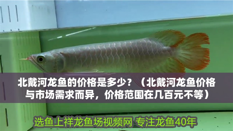 北戴河龍魚的價格是多少？（北戴河龍魚價格與市場需求而異，價格范圍在幾百元不等） 北戴河龍魚的價格是多少？（北戴河龍魚價格與市場需求而異，價格范圍在幾百元不等） 龍魚百科 第3張