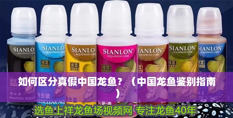 如何區(qū)分真假中國龍魚？（中國龍魚鑒別指南）