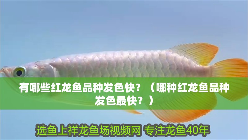 有哪些紅龍魚品種發色快？（哪種紅龍魚品種發色最快？）