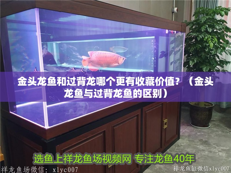 金頭龍魚和過背龍哪個更有收藏價值？（金頭龍魚與過背龍魚的區別）