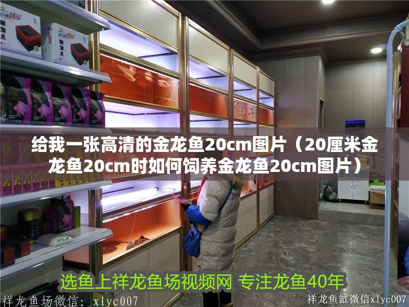 給我一張高清的金龍魚20cm圖片（20厘米金龍魚20cm時如何飼養金龍魚20cm圖片）