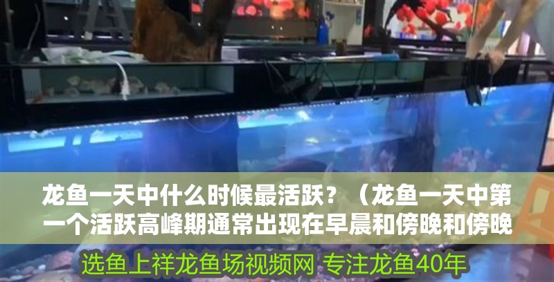 龍魚一天中什么時候最活躍？（龍魚一天中第一個活躍高峰期通常出現在早晨和傍晚和傍晚）