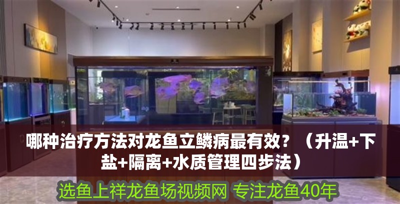 哪種治療方法對龍魚立鱗病最有效？（升溫+下鹽+隔離+水質管理四步法）
