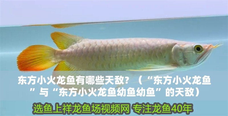 東方小火龍魚有哪些天敵？（“東方小火龍魚”與“東方小火龍魚幼魚幼魚”的天敵）