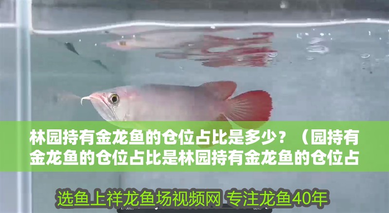林園持有金龍魚(yú)的倉(cāng)位占比是多少？（園持有金龍魚(yú)的倉(cāng)位占比是林園持有金龍魚(yú)的倉(cāng)位占比為1%）