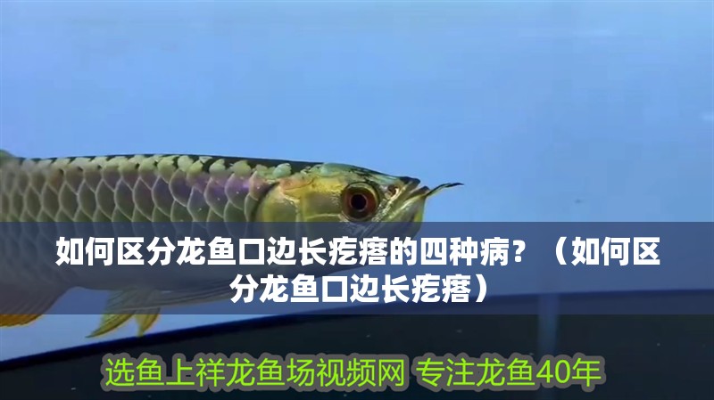 如何區分龍魚口邊長疙瘩的四種病？（如何區分龍魚口邊長疙瘩）