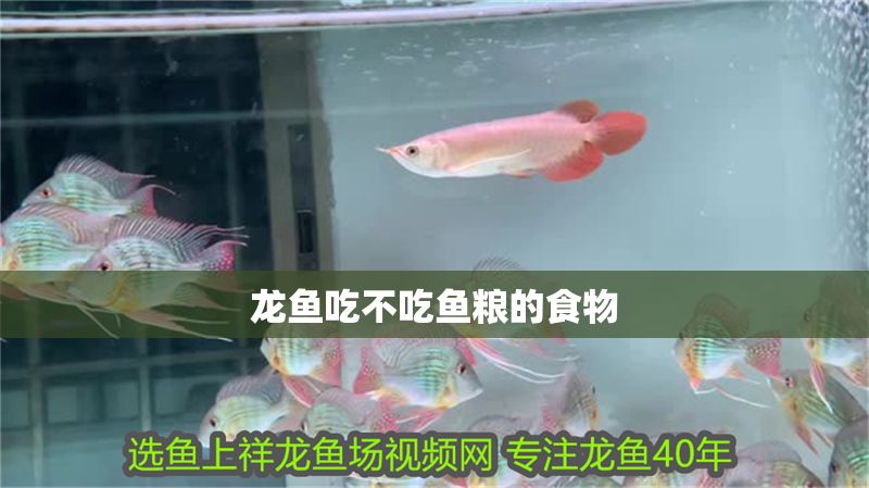 龍魚吃不吃魚糧的食物