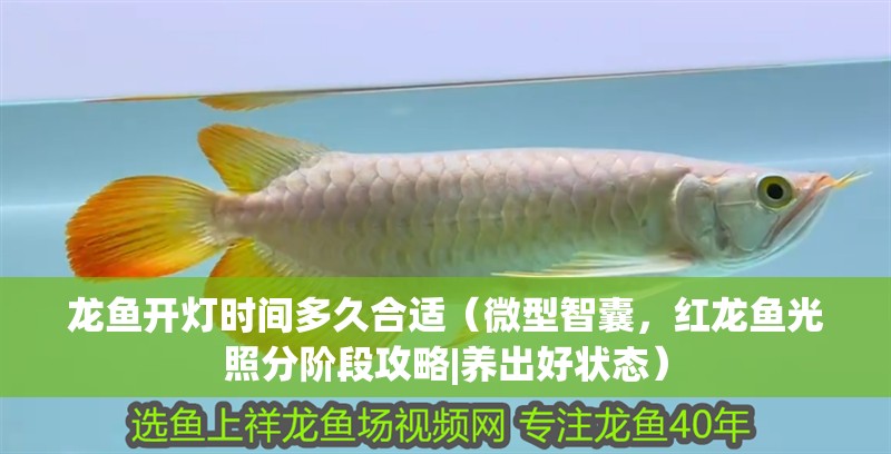 龍魚開燈時間多久合適（微型智囊，紅龍魚光照分階段攻略|養出好狀態）