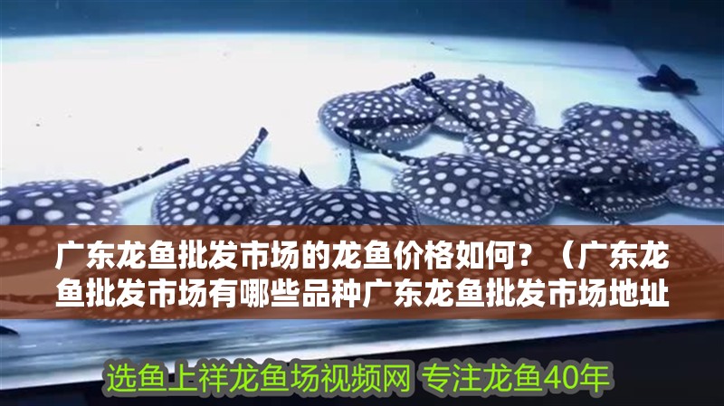 廣東龍魚批發市場的龍魚價格如何？（廣東龍魚批發市場有哪些品種廣東龍魚批發市場地址和聯系方式清單）