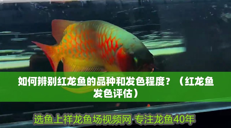 如何辨別紅龍魚的品種和發色程度？（紅龍魚發色評估）