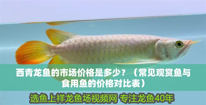 西青龍魚的市場價格是多少？（常見觀賞魚與食用魚的價格對比表）