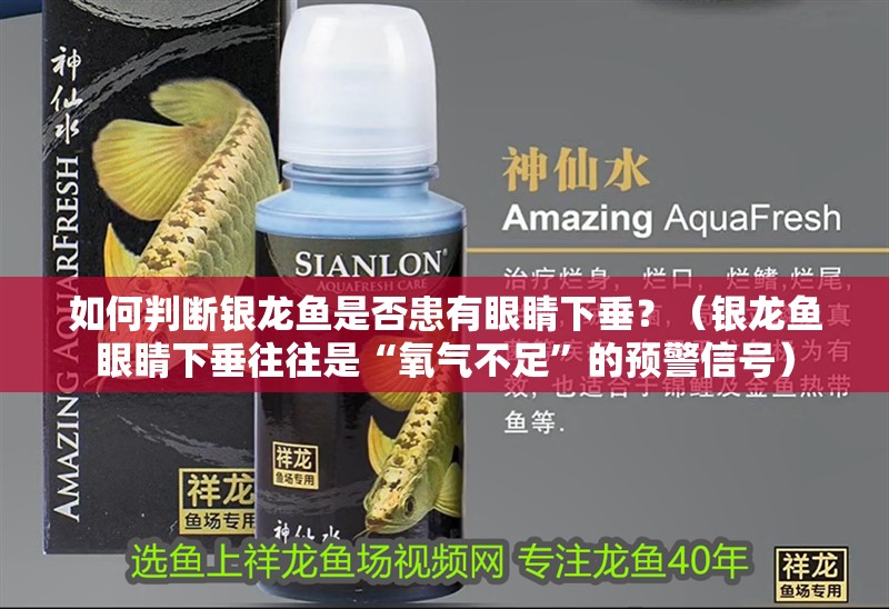 如何判斷銀龍魚是否患有眼睛下垂？（銀龍魚眼睛下垂往往是“氧氣不足”的預(yù)警信號）
