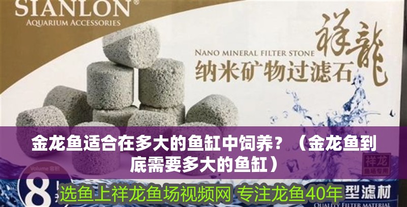 金龍魚適合在多大的魚缸中飼養？（金龍魚到底需要多大的魚缸）