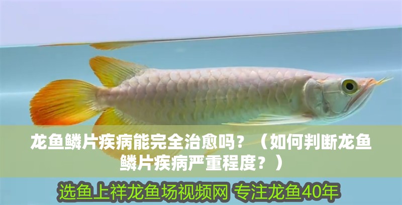 龍魚鱗片疾病能完全治愈嗎？（如何判斷龍魚鱗片疾病嚴重程度？）