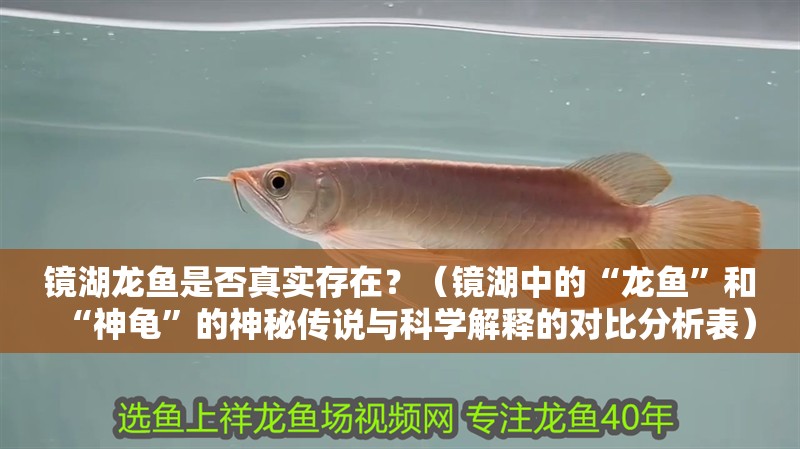 鏡湖龍魚是否真實存在？（鏡湖中的“龍魚”和“神龜”的神秘傳說與科學解釋的對比分析表）