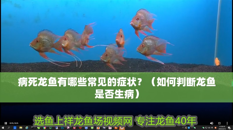 病死龍魚有哪些常見的癥狀？（如何判斷龍魚是否生病）