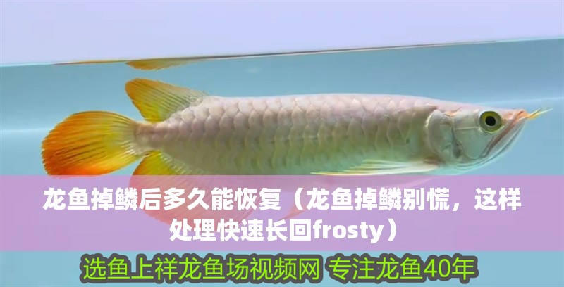 龍魚(yú)掉鱗后多久能恢復(fù)（龍魚(yú)掉鱗別慌，這樣處理快速長(zhǎng)回frosty） 龍魚(yú)掉鱗后多久能恢復(fù)（龍魚(yú)掉鱗別慌，這樣處理快速長(zhǎng)回frosty） 龍魚(yú)百科 第4張