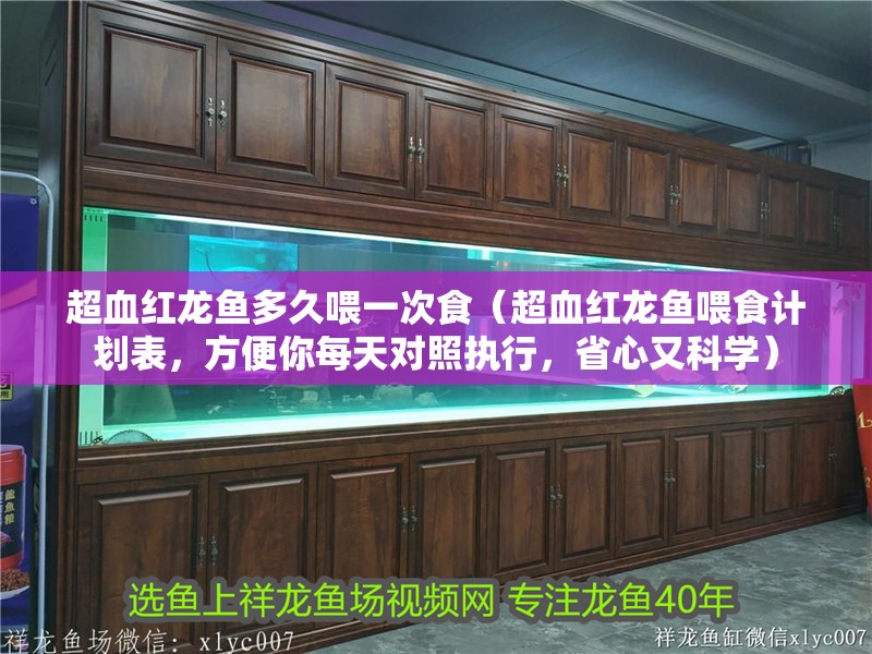 超血紅龍魚多久喂一次食（超血紅龍魚喂食計劃表，方便你每天對照執行，省心又科學）