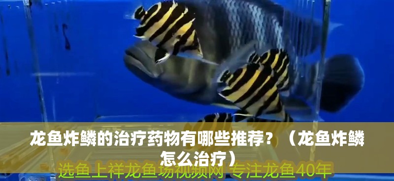 龍魚炸鱗的治療藥物有哪些推薦？（龍魚炸鱗怎么治療）