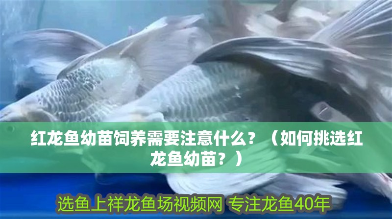 紅龍魚幼苗飼養需要注意什么？（如何挑選紅龍魚幼苗？）