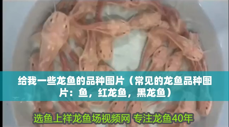 給我一些龍魚的品種圖片（常見的龍魚品種圖片：魚，紅龍魚，黑龍魚）