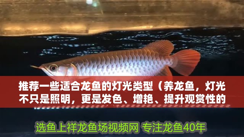 推薦一些適合龍魚的燈光類型（養龍魚，燈光不只是照明，更是發色、增艷、提升觀賞性的關鍵一環）
